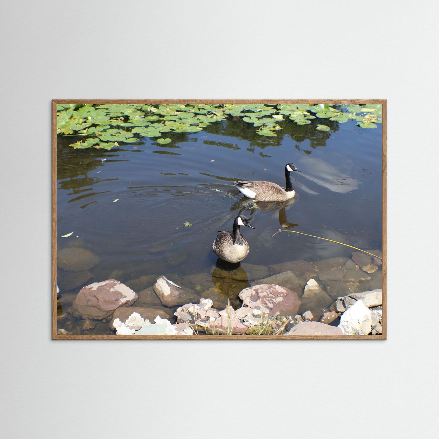 Geese enjoying a swim 