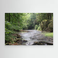 Forest stream mist 