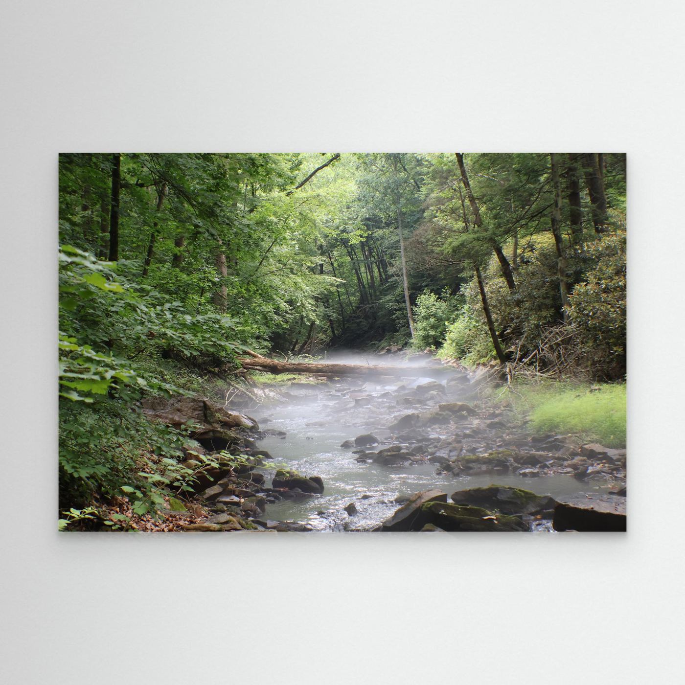 Forest stream mist 