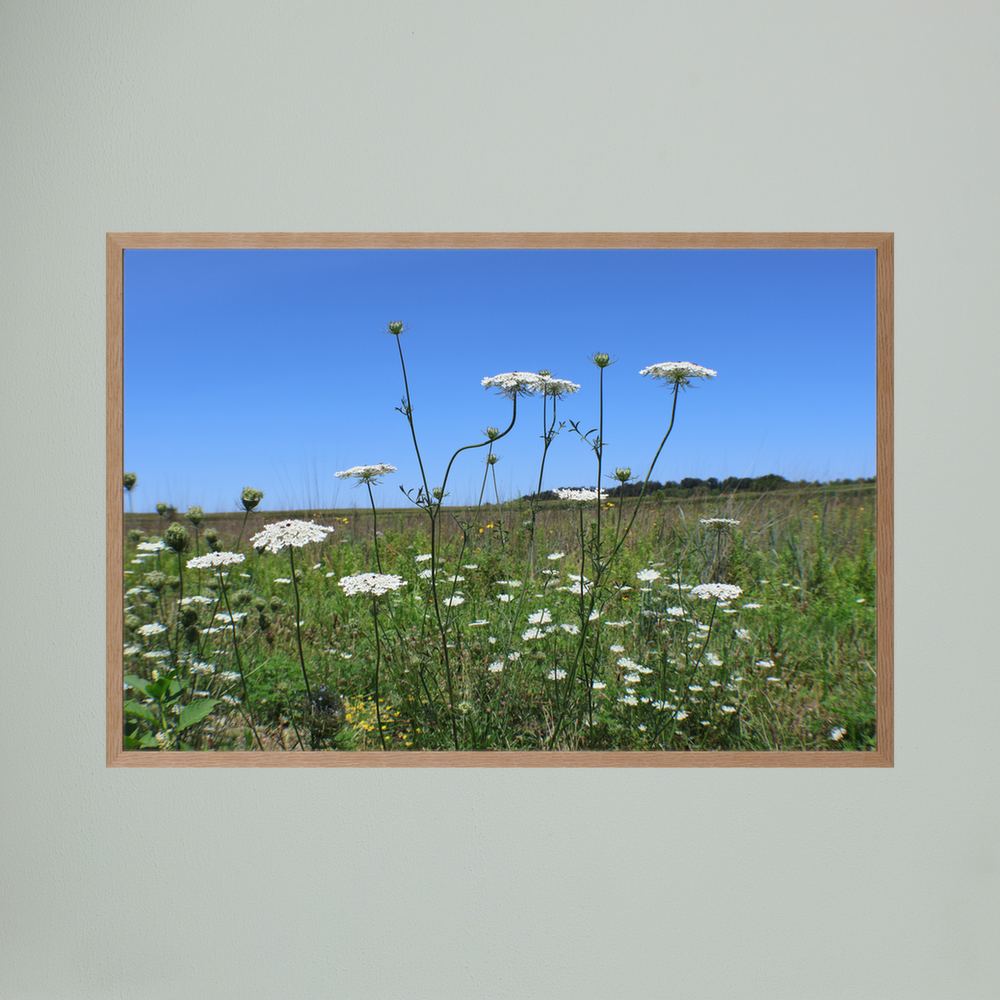 Wildflowers are beautiful 