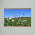 Wildflowers are beautiful 