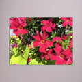 Beautiful red flowers 