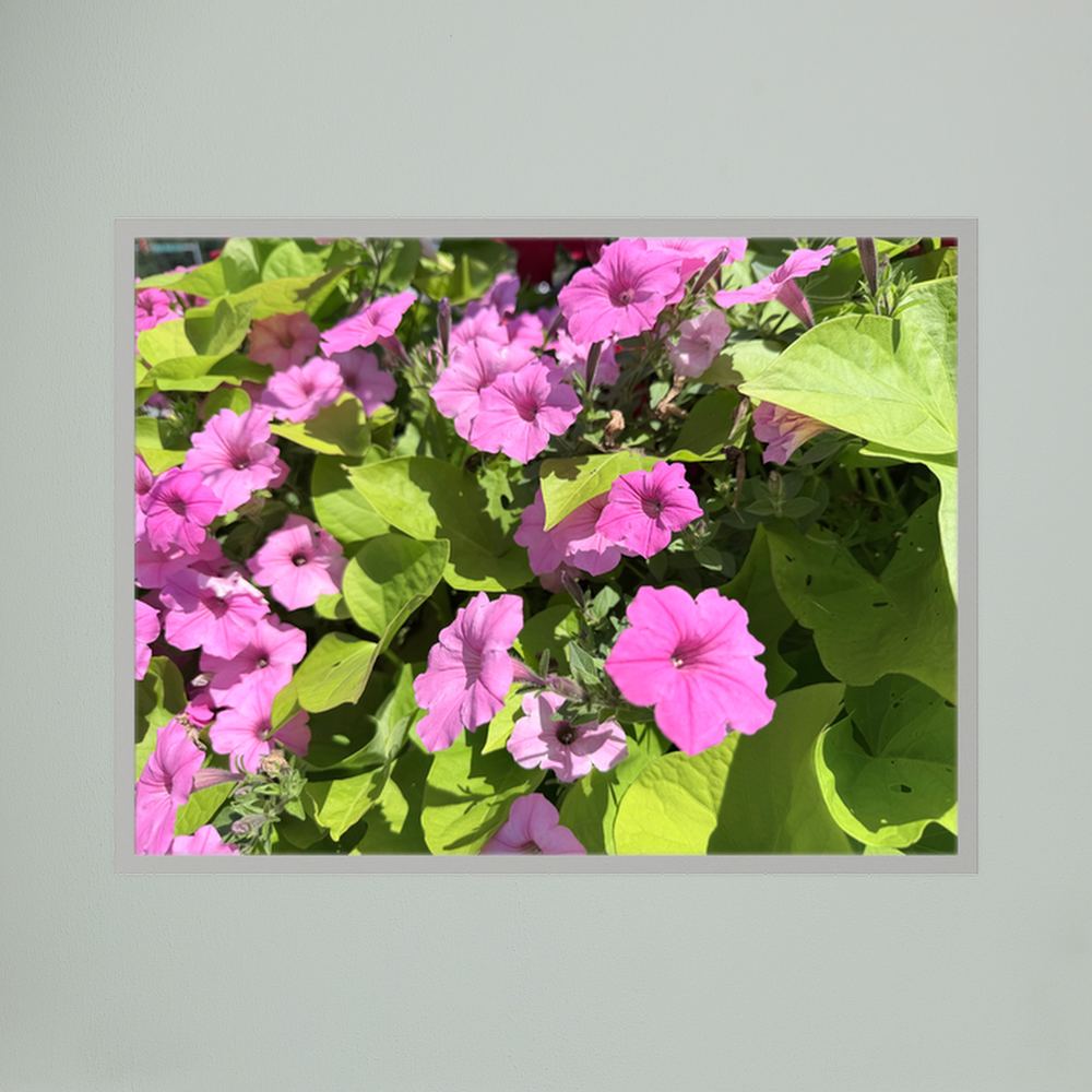 Purple flowers 