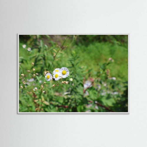 Beautiful Wildflowers 