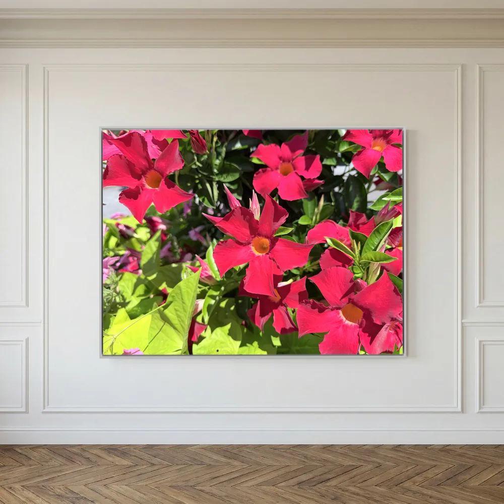 Beautiful red flowers 